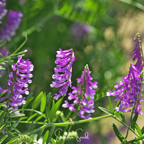 Hairy Vetch 100 Seeds
