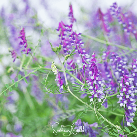 Hairy Vetch – 100 Seeds, additional product view 2