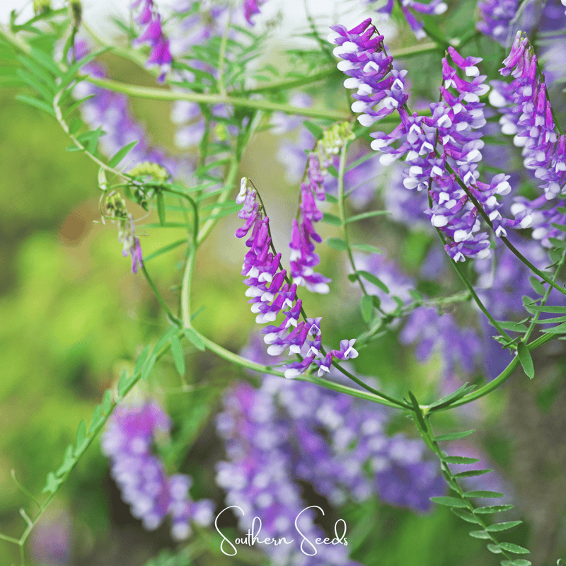 Load image into Gallery viewer, Hairy Vetch – 100 Seeds

