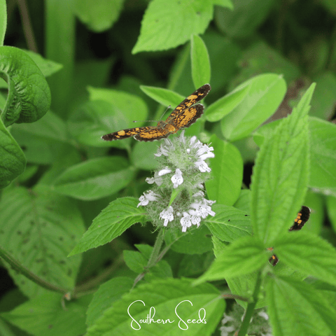 Hairy Wood Mint - Pagoda Plant – 100 Seeds, additional product view 2