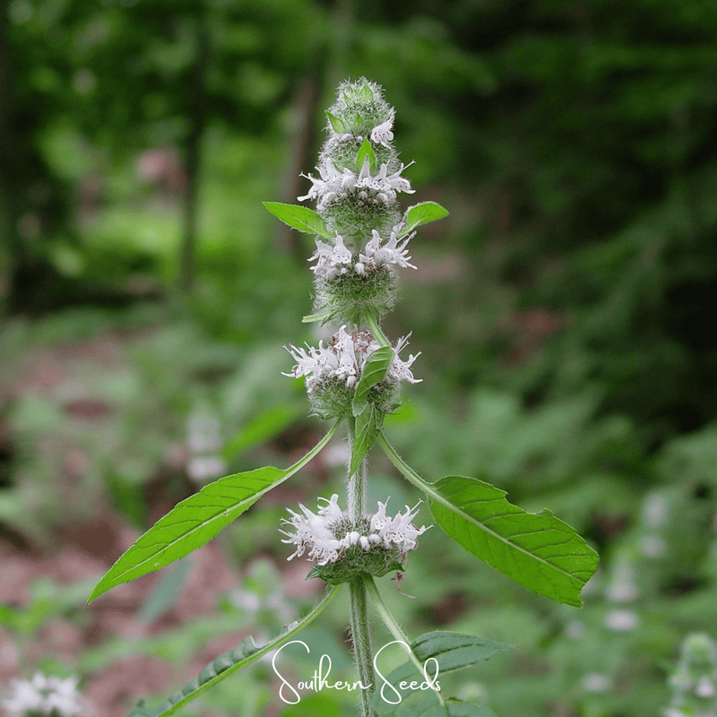 Load image into Gallery viewer, Hairy Wood Mint - Pagoda Plant – 100 Seeds
