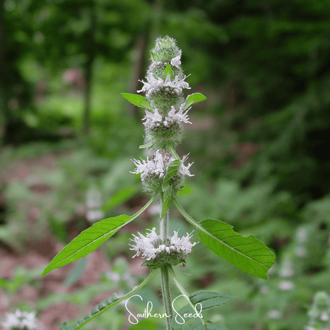 Hairy Wood Mint Pagoda Plant 100 Seeds