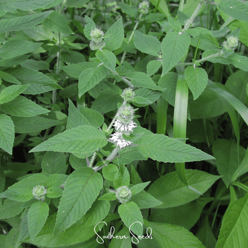 Load image into Gallery viewer, Hairy Wood Mint - Pagoda Plant – 100 Seeds
