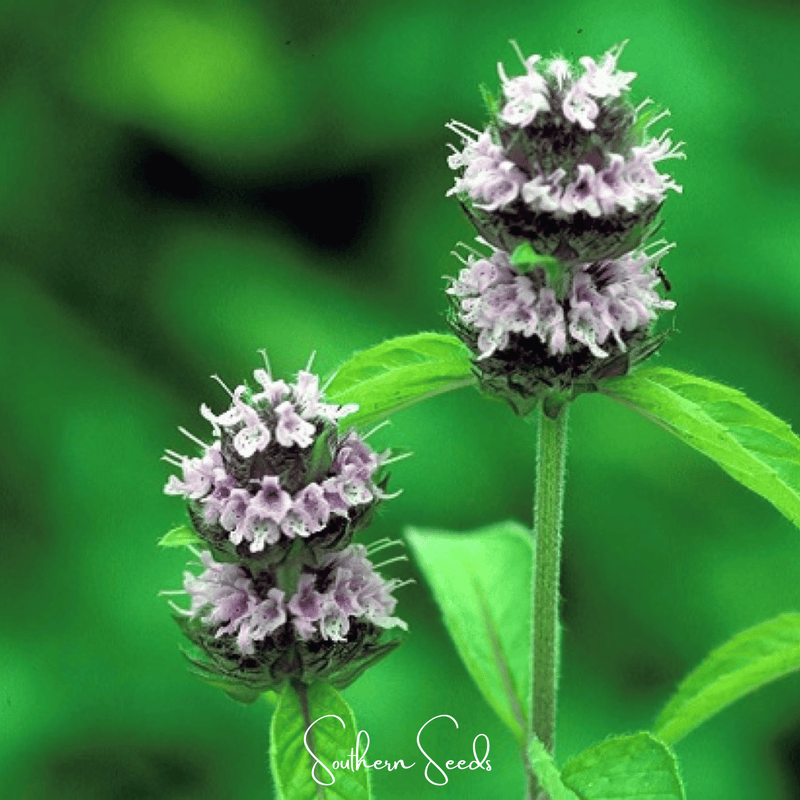 Load image into Gallery viewer, Hairy Wood Mint - Pagoda Plant – 100 Seeds

