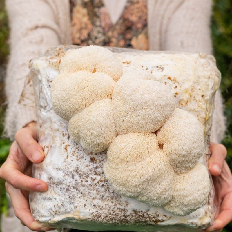 Load image into Gallery viewer, 4 Pack - Lion's Mane, Gold, Pink, and Blue Oyster Mushroom Grow Kit Fruiting Blocks
