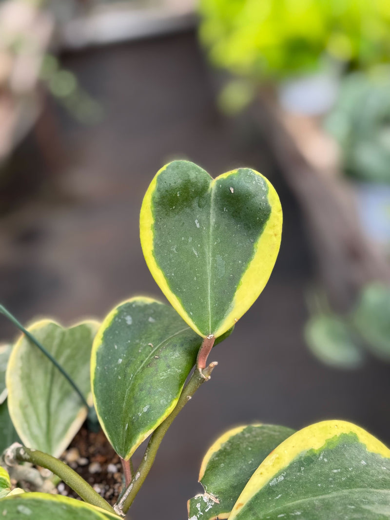 Load image into Gallery viewer, Hoya 'Sweetheart Variegated'
