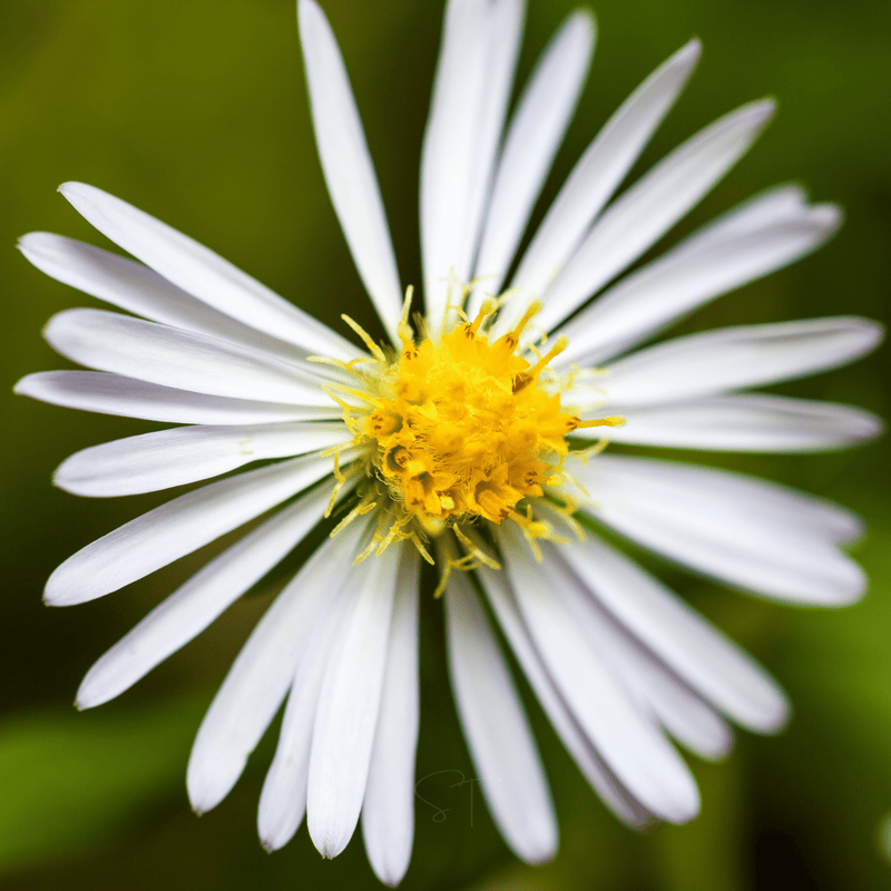 Load image into Gallery viewer, Heath White Aster – 50 Seeds
