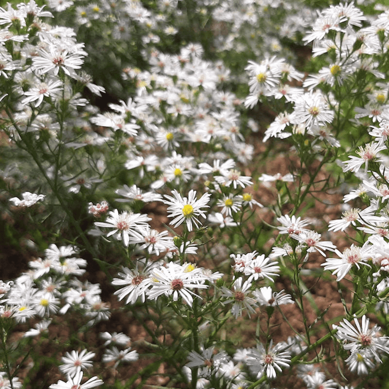 Load image into Gallery viewer, Heath White Aster – 50 Seeds
