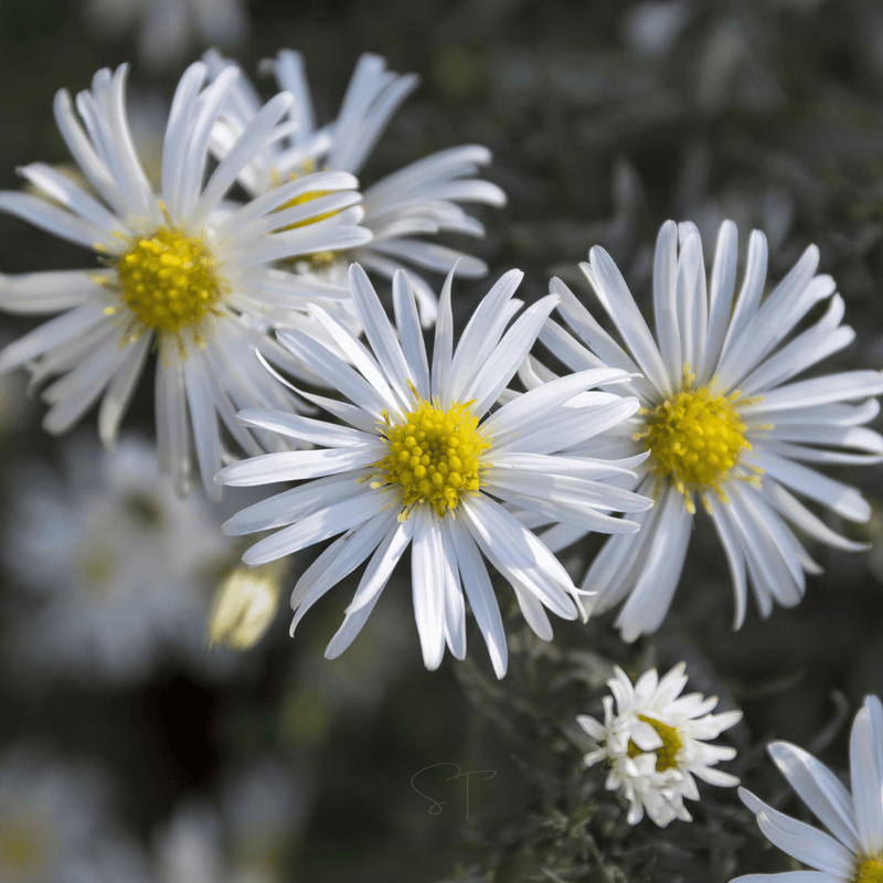 Load image into Gallery viewer, Heath White Aster – 50 Seeds
