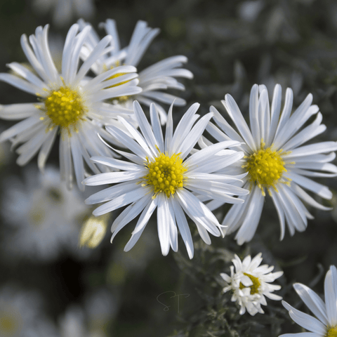 Heath White Aster – 50 Seeds, additional product view 2