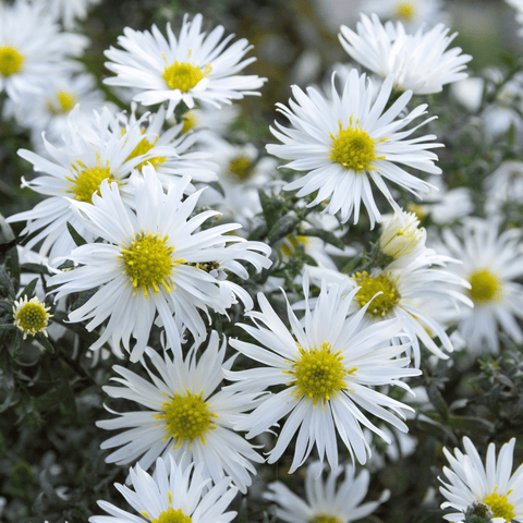 Heath White Aster 50 Seeds