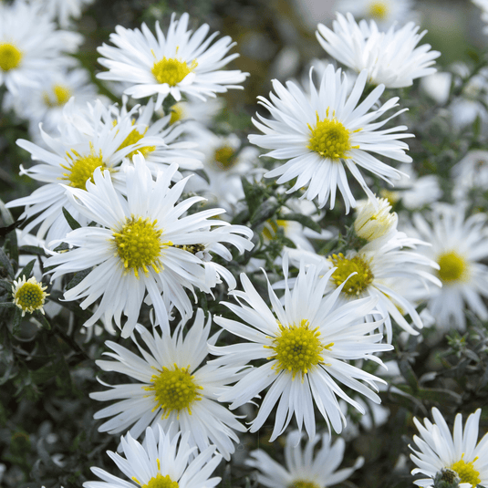 Heath White Aster – 50 Seeds