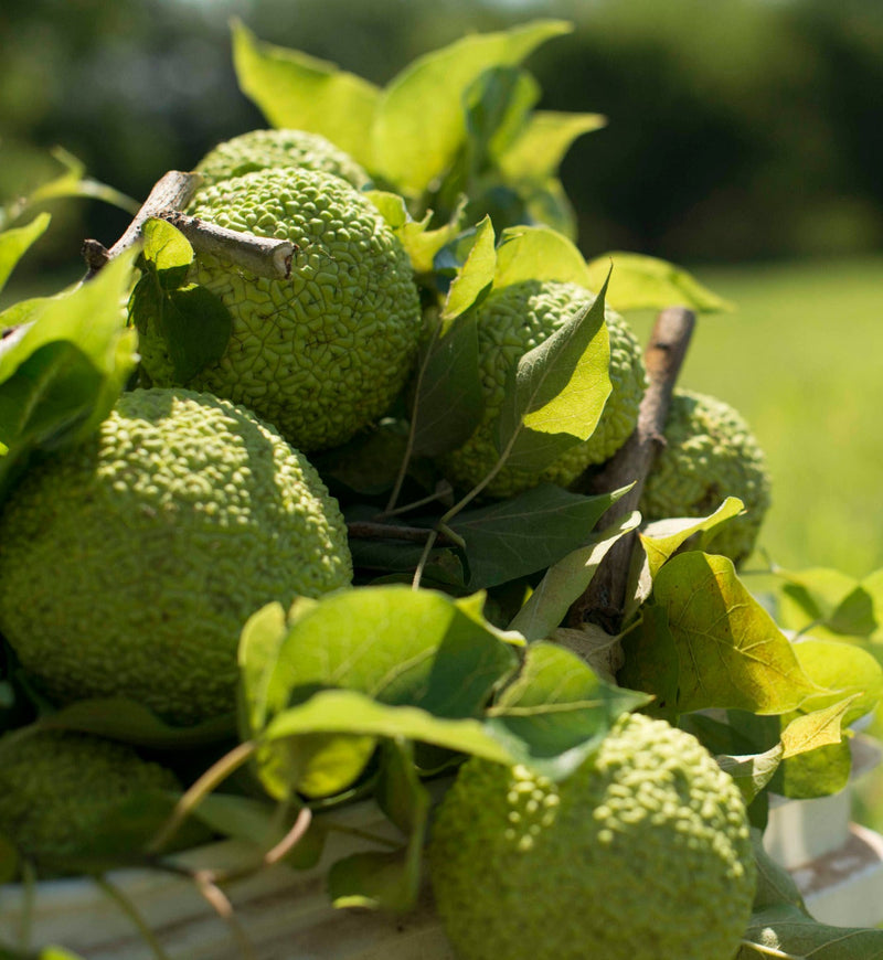 Load image into Gallery viewer, Hedge Apples/Osage Oranges
