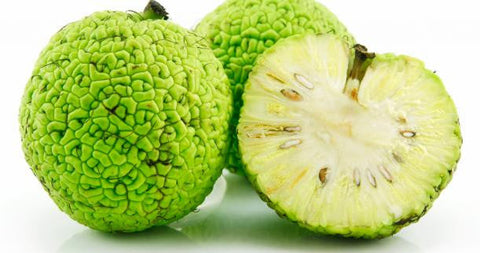 Hedge apples, also called osage oranges, used as natural repellent.