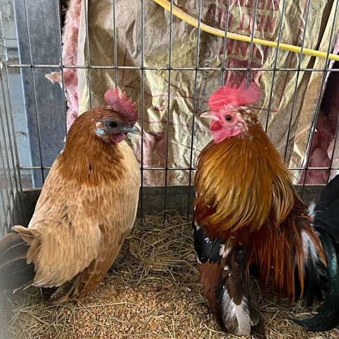 6 Rare Serama Bantam Hatching Eggs – World's Smallest Chicken – Fertile & Freshly Collected, additional product view 2