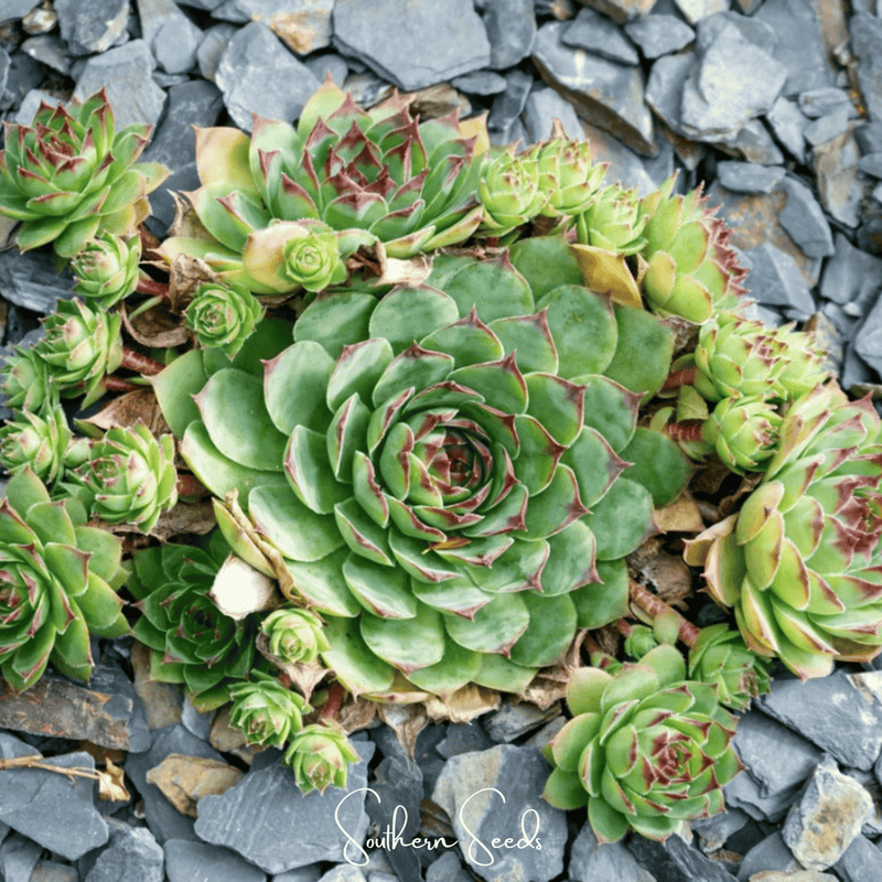 Load image into Gallery viewer, Hens &amp; Chicks Cactus Mix – 30 Seeds
