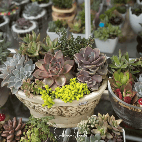 Hens & Chicks Cactus Mix – 30 Seeds, additional product view 2