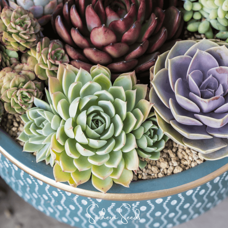 Load image into Gallery viewer, Hens &amp; Chicks Cactus Mix – 30 Seeds
