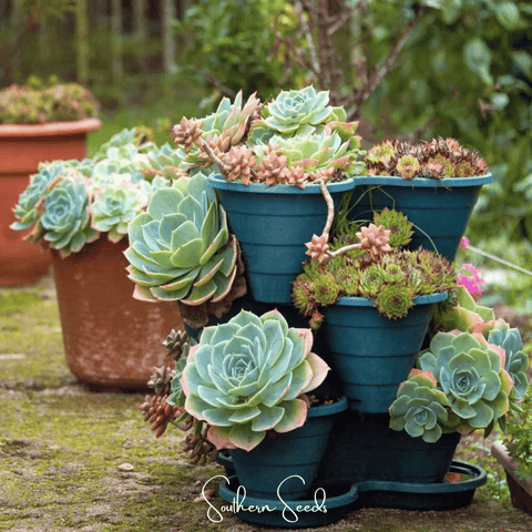 Hens and Chicks Cactus Mix 30 Seeds