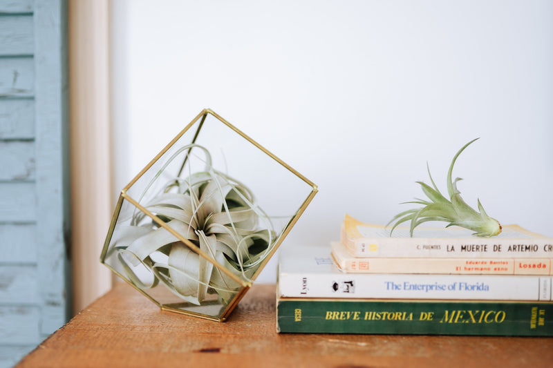 Load image into Gallery viewer, Heptahedron Geometric Glass Terrarium - Gold Metallic Finish - Trendy Holder For Tillandsia Air Plants
