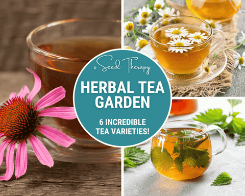 Herbal Tea Seed Collection 6 Varieties