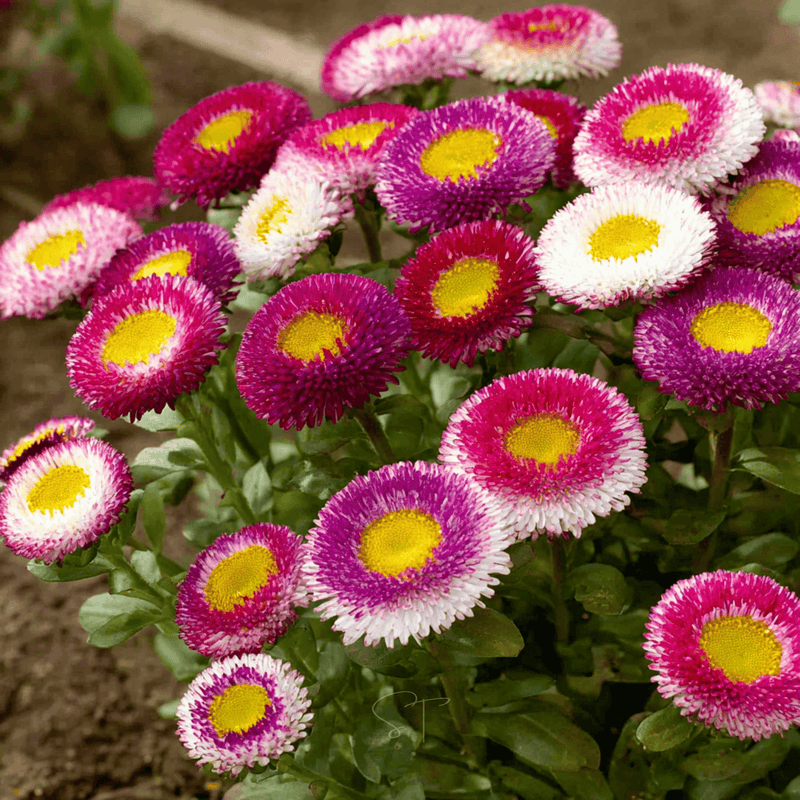 Load image into Gallery viewer, Hi-No-Maru Pompon Aster – 50 Seeds
