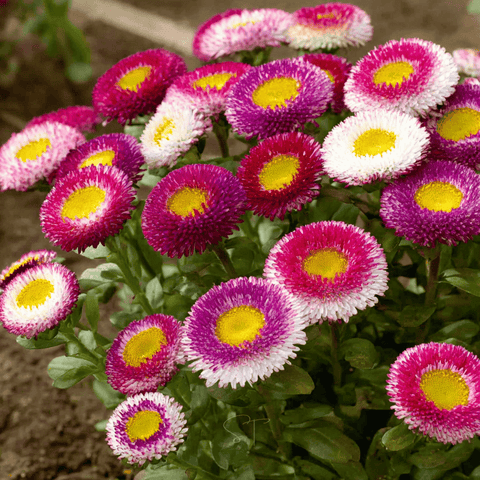 Hi-No-Maru Pompon Aster – 50 Seeds, additional product view 2