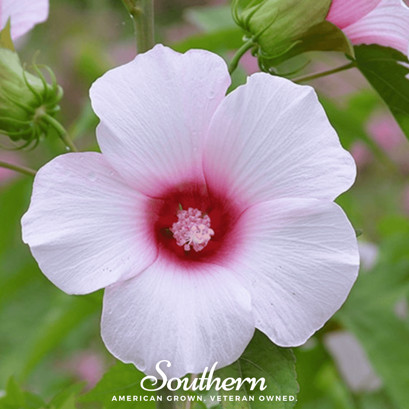 Load image into Gallery viewer, Rose Mallow Hibiscus – 25 Seeds
