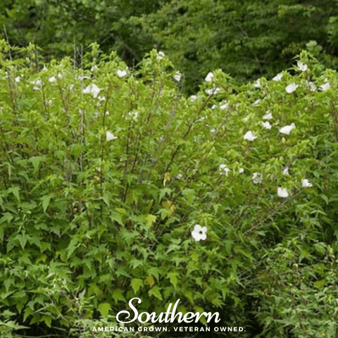 Rose Mallow Hibiscus – 25 Seeds, additional product view 2