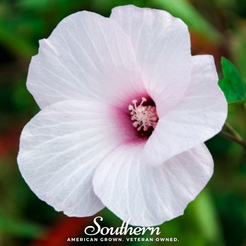 Rose Mallow Hibiscus 25 Seeds