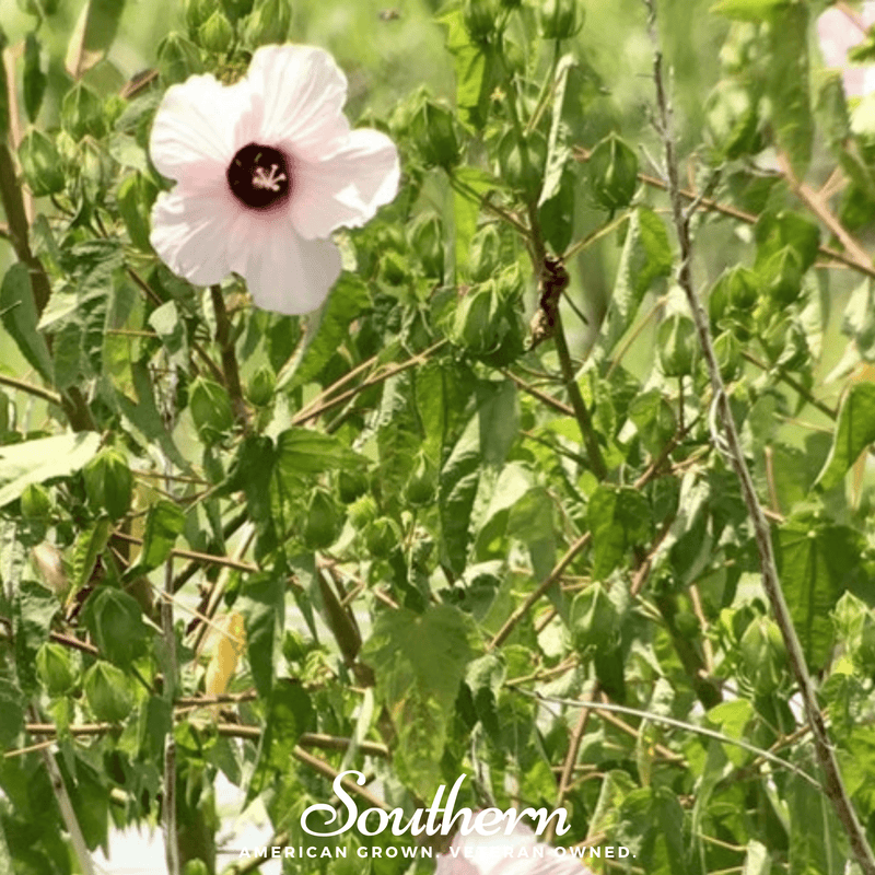 Load image into Gallery viewer, Rose Mallow Hibiscus – 25 Seeds

