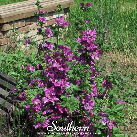French Hollyhock – 25 Seeds, additional product view 2