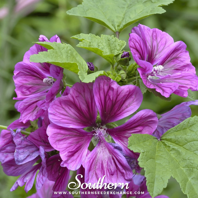 Load image into Gallery viewer, French Hollyhock – 25 Seeds
