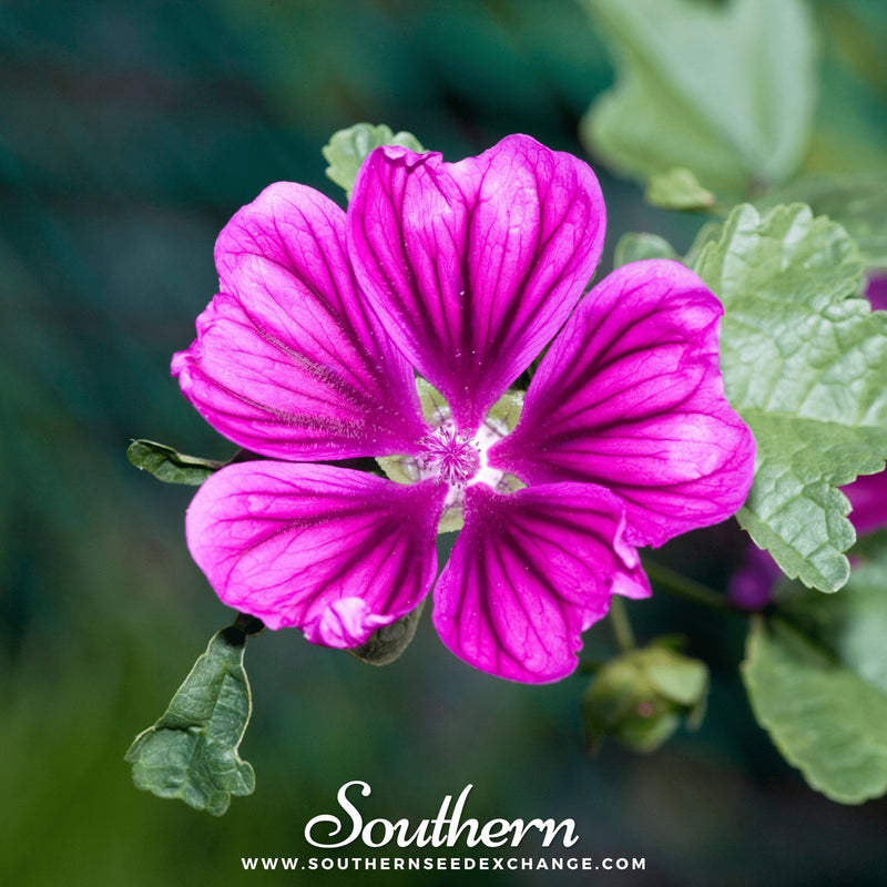 Load image into Gallery viewer, French Hollyhock – 25 Seeds
