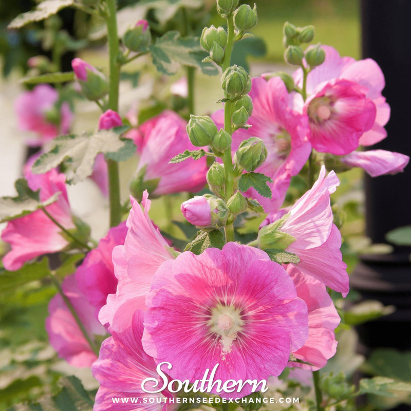 Load image into Gallery viewer, Pink Hollyhock – 25 Seeds
