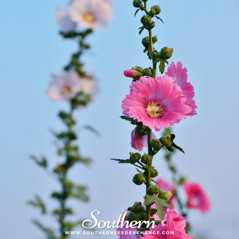 Load image into Gallery viewer, Pink Hollyhock – 25 Seeds
