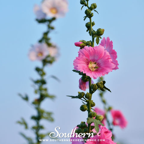 Pink Hollyhock seeds package, 25 count, GrowTime Garden Supply