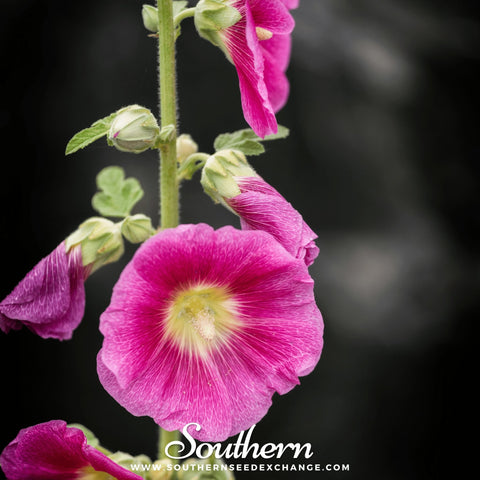 Pink Hollyhock – 25 Seeds, additional product view 2