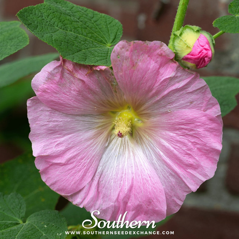 Load image into Gallery viewer, Pink Hollyhock – 25 Seeds

