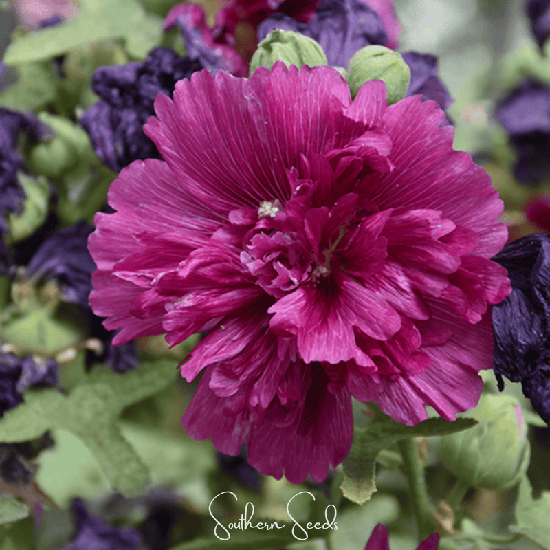Load image into Gallery viewer, Queeny Purple Hollyhock – 25 Seeds

