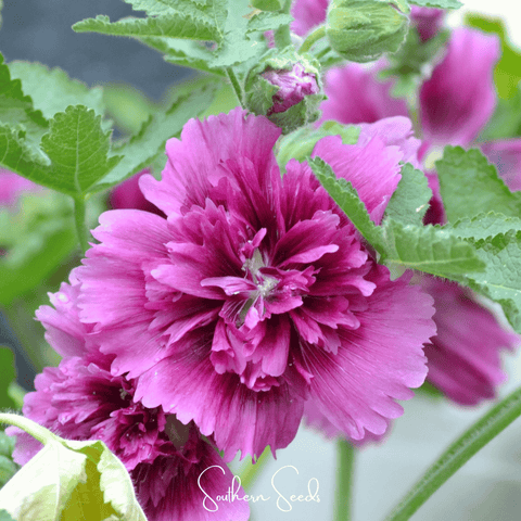 Queeny Purple Hollyhock 25 Seeds
