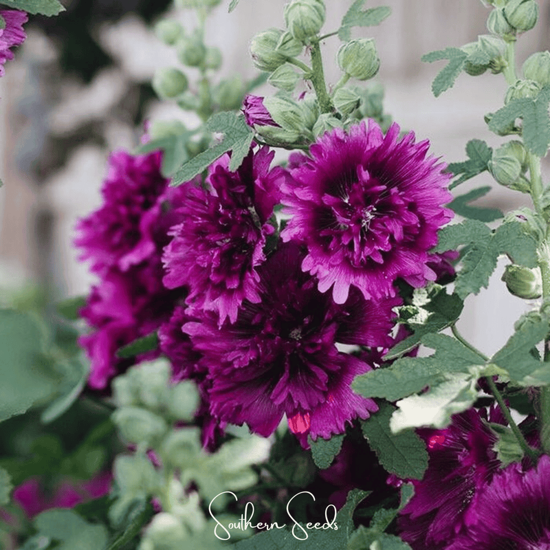 Load image into Gallery viewer, Queeny Purple Hollyhock – 25 Seeds
