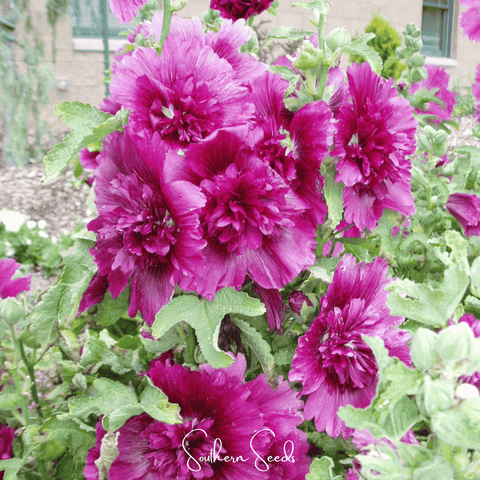 Queeny Purple Hollyhock – 25 Seeds, additional product view 2