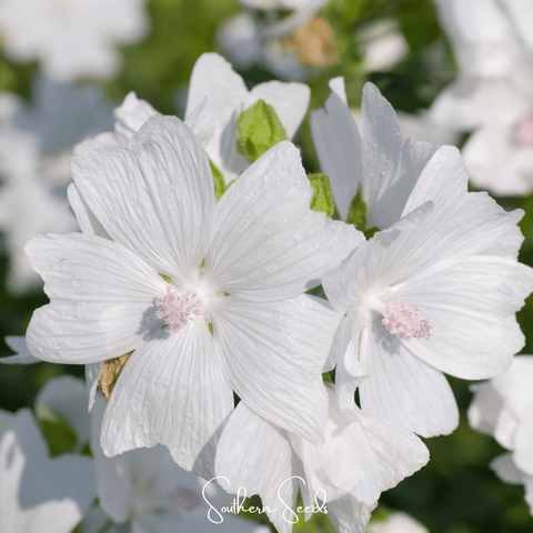 White Hollyhock 25 Seeds