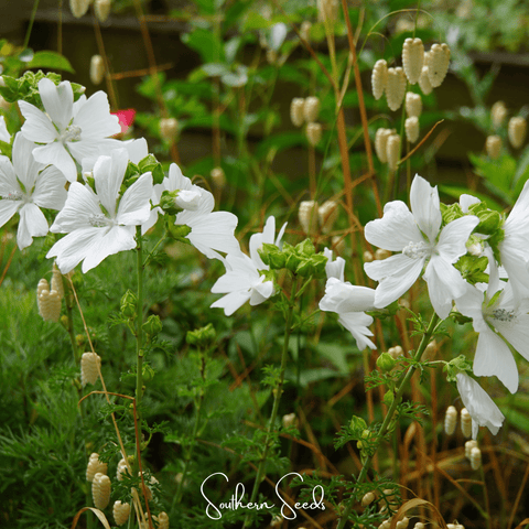 White Hollyhock – 25 Seeds, additional product view 2