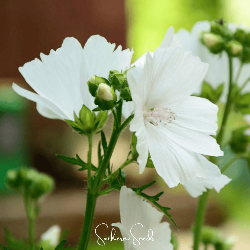 Load image into Gallery viewer, White Hollyhock – 25 Seeds
