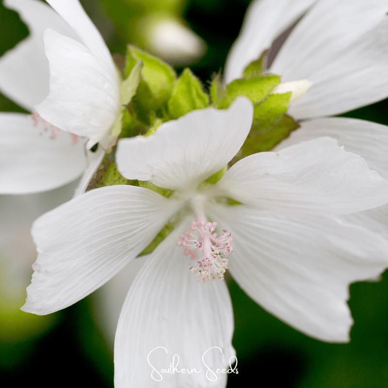 Load image into Gallery viewer, White Hollyhock – 25 Seeds
