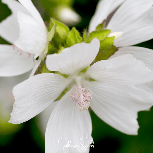 White Hollyhock – 25 Seeds