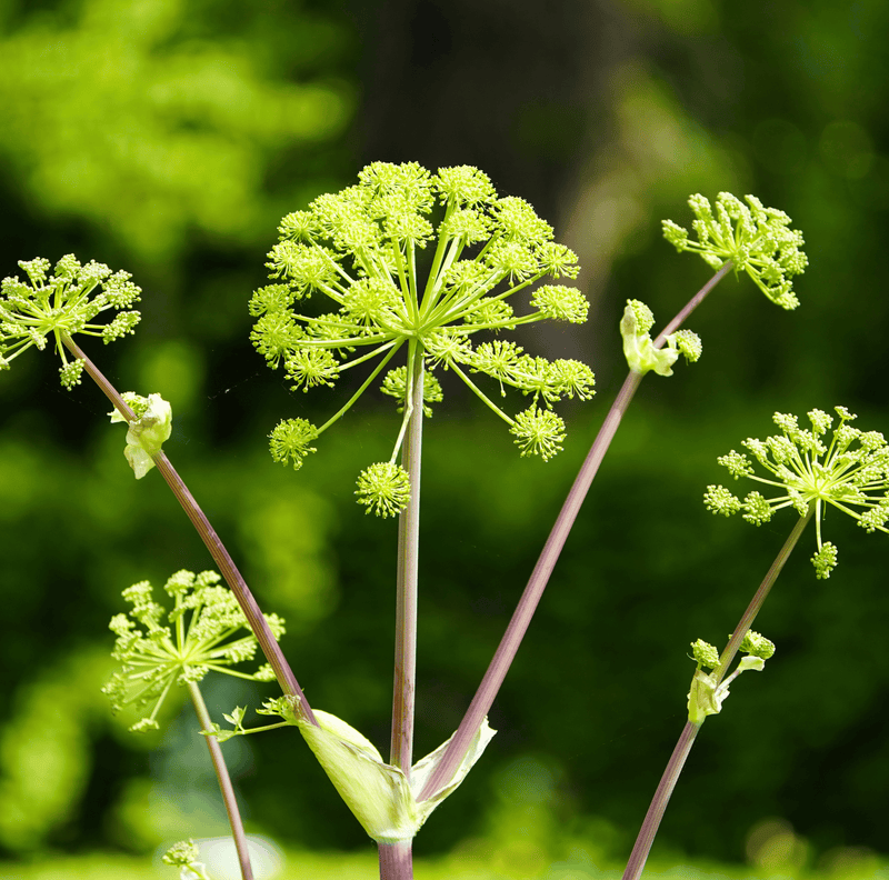 Load image into Gallery viewer, Holy Ghost Angelica – 50 Seeds
