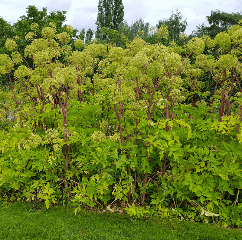 Load image into Gallery viewer, Holy Ghost Angelica – 50 Seeds
